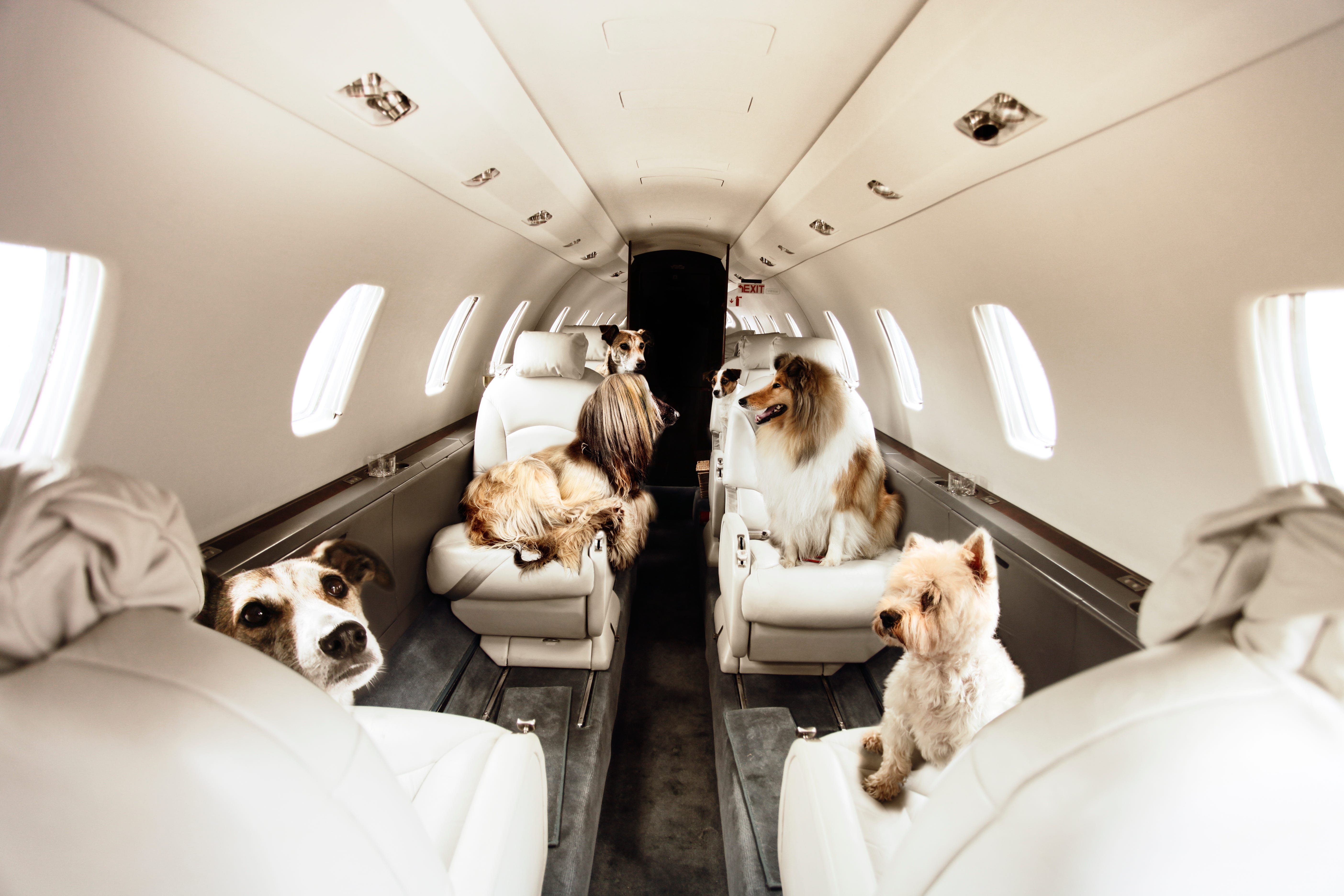 Полет на частном самолете. Животные в салоне самолета. Собака в самолете. Собака в салоне самолета. Кошка в салоне самолета.